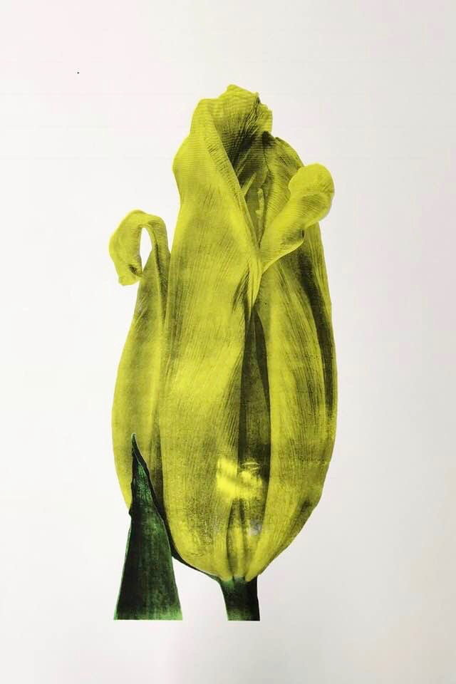 23621336_10155970373953793_4702933139363122904_n (1)